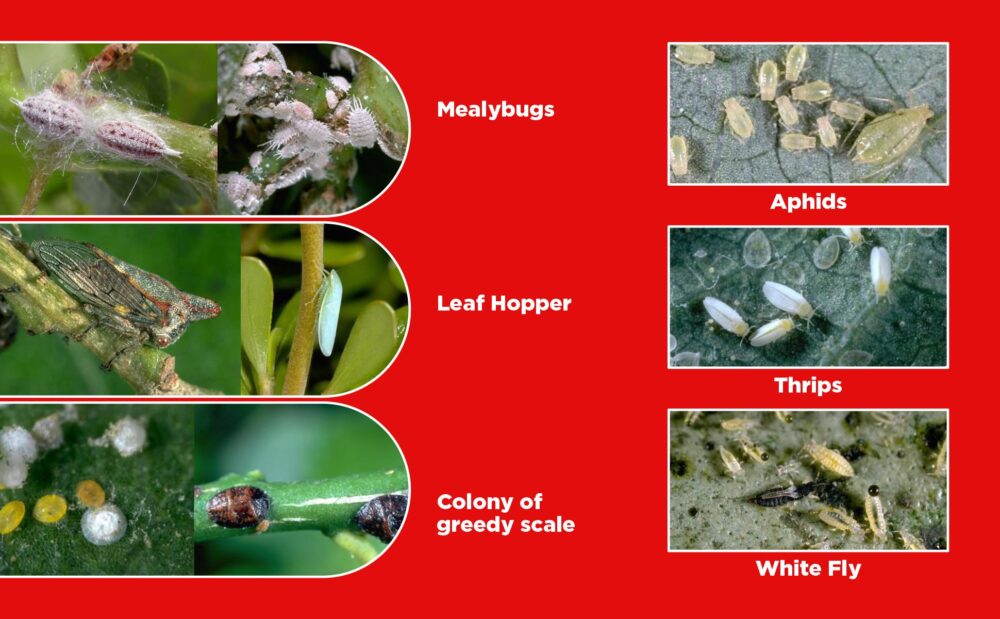 Sporothrix Fungorum Bio pesticide – Katyayani Organics