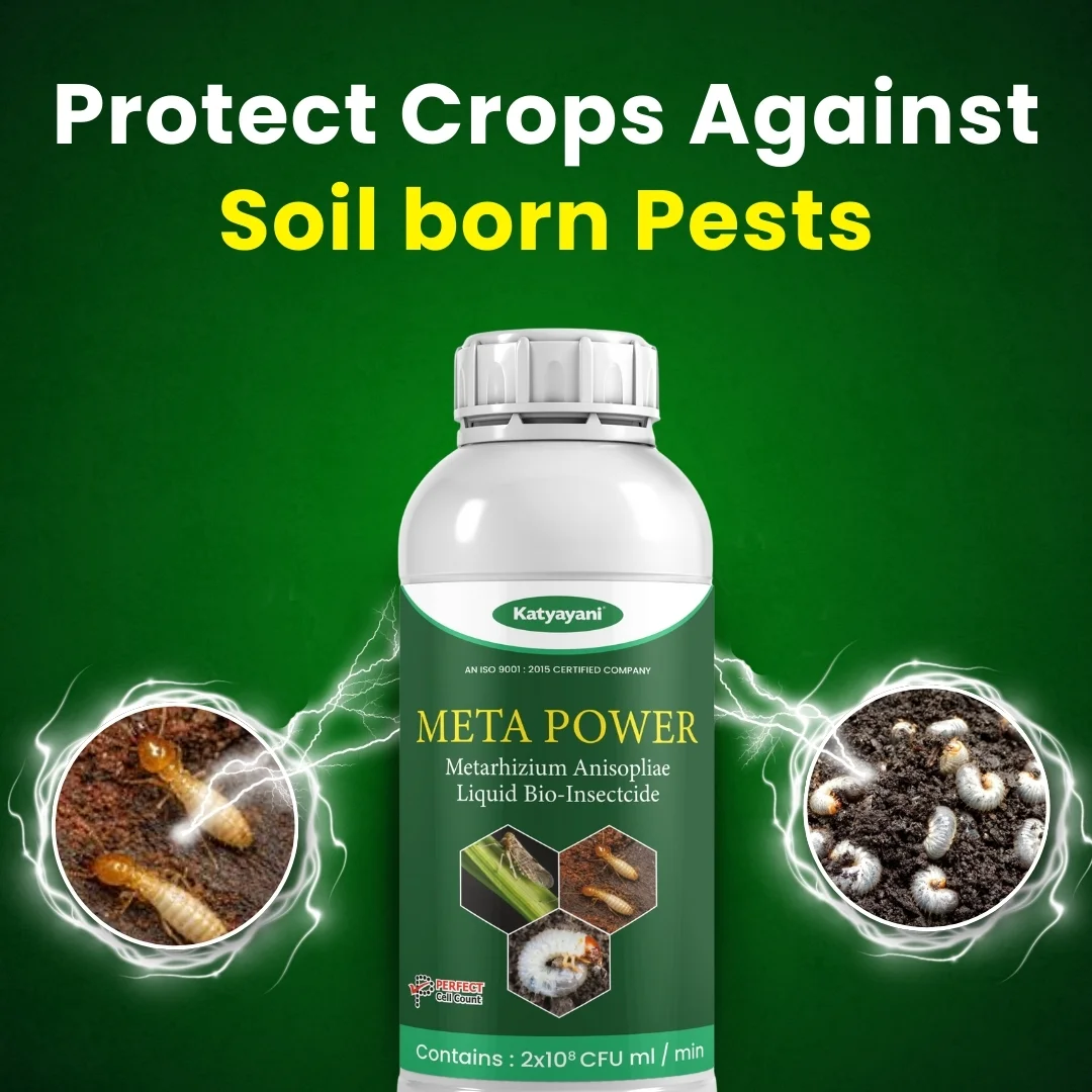 Katyayani Meta Power | Metarhizium anisopliae Bio pesticide - Image 2