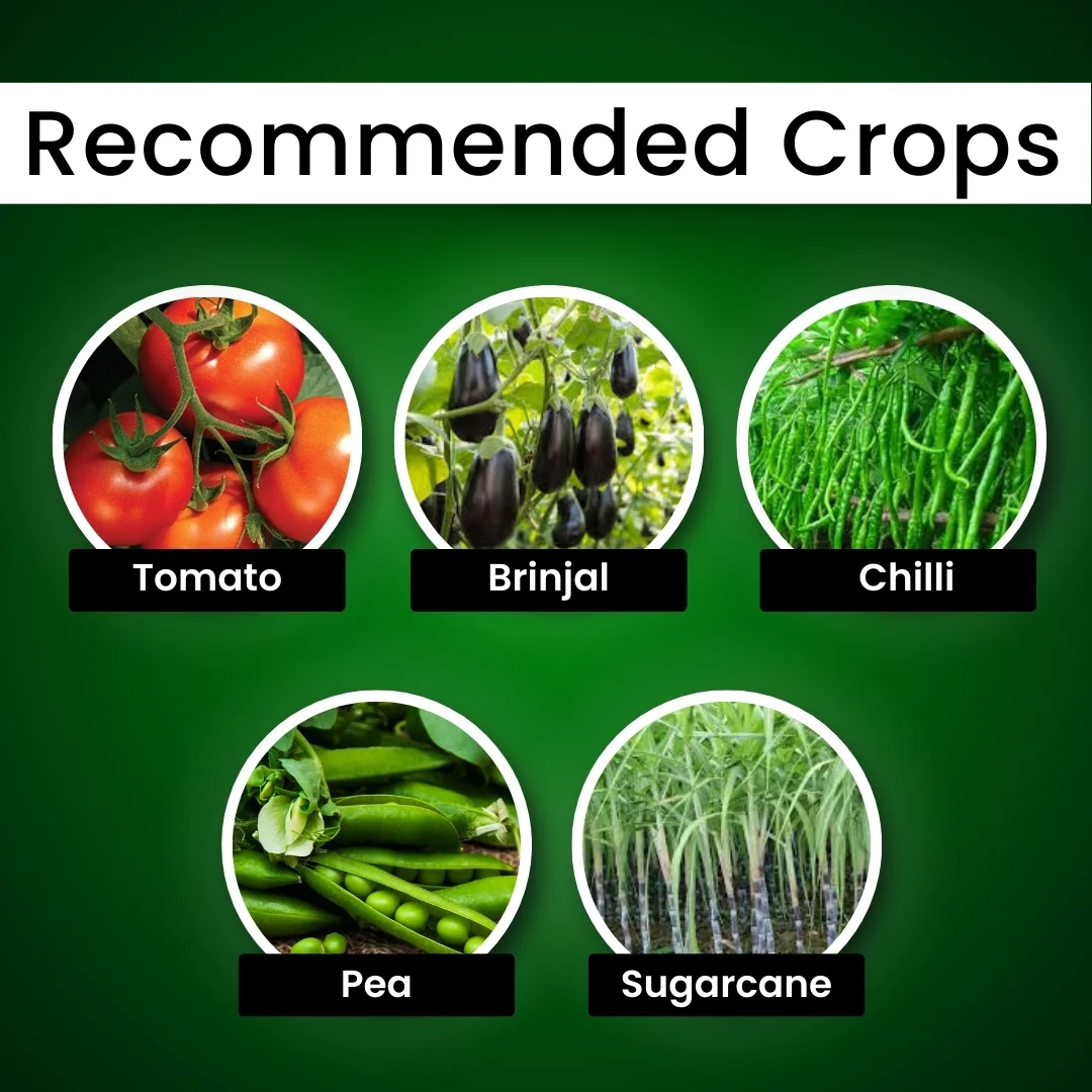 Katyayani Meta Power | Metarhizium anisopliae Bio pesticide - Image 4