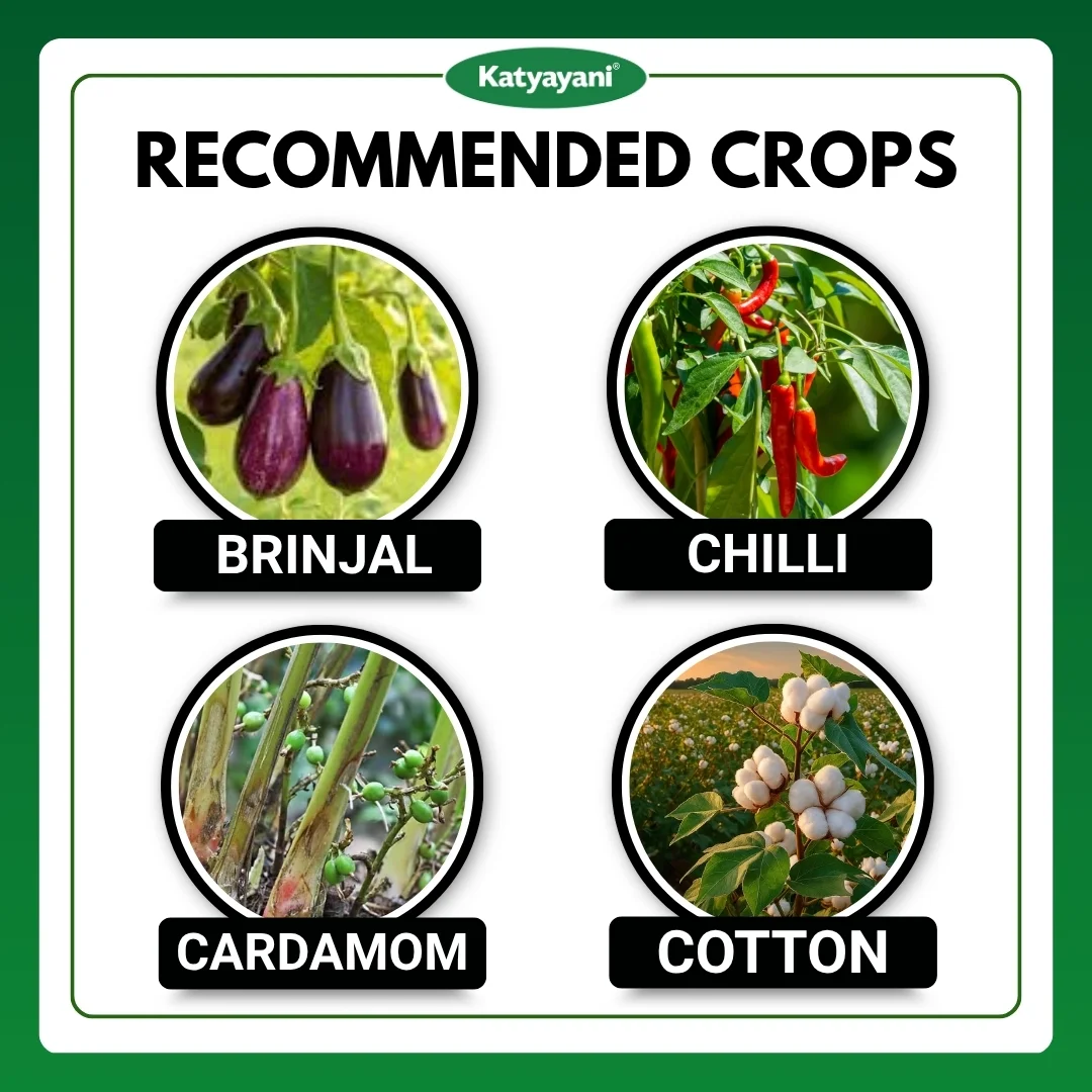 Katyayani Ashwamedh | Diafenthiuron 50% WP | Chemical Insecticide - Image 4