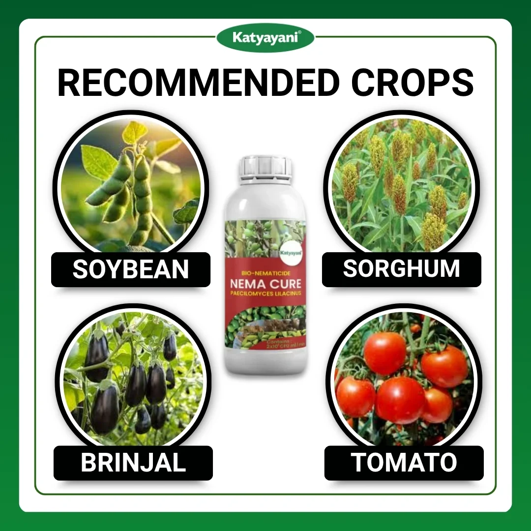 Katyayani Nema Cure | Paecilomyces Lilacinus Bio Insecticide - Image 4