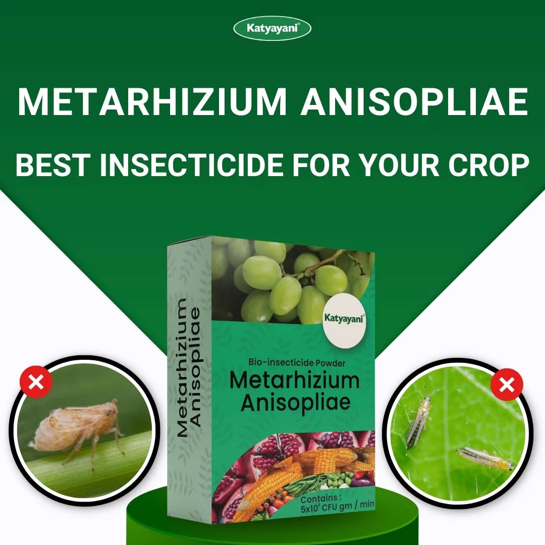 Katyayani Metarhizium Anisopliae | Powder Bio Insecticide - Image 2