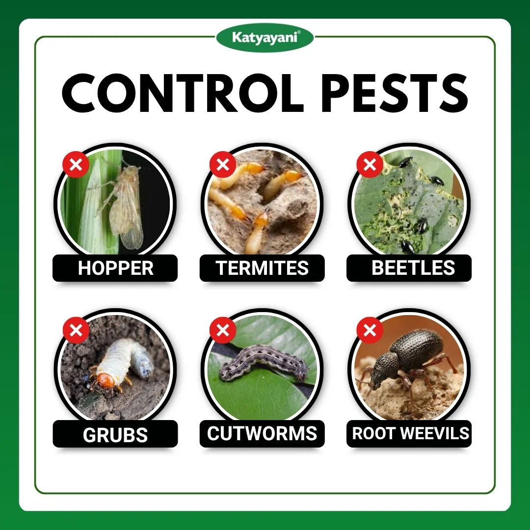 Katyayani Metarhizium Anisopliae | Powder Bio Insecticide - Image 3
