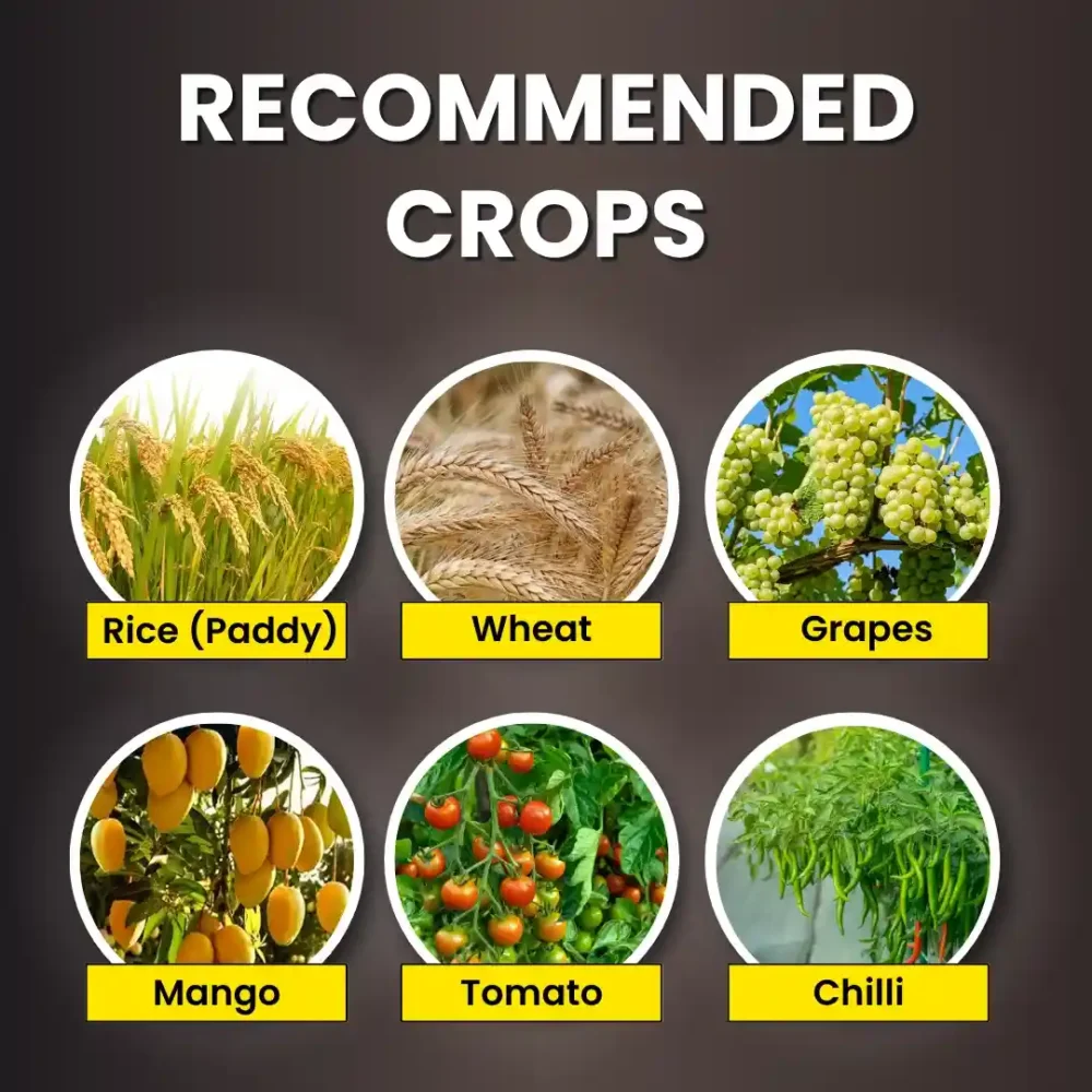 KATYAYANI K-RAJA (MYCORRIZA) Bio Fertilizer