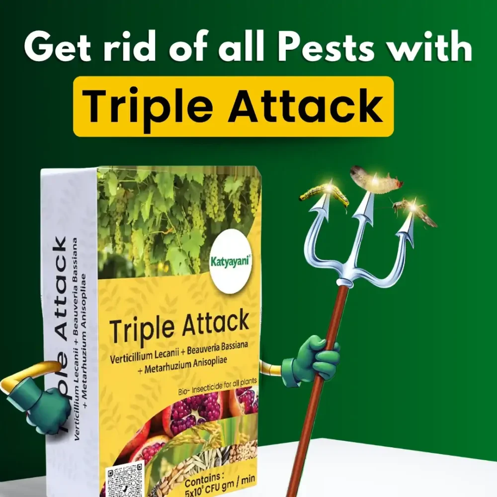 Katyayani Triple Attack (VBM - Verticillium Lecanii + Beauveria Bassiana + Metarhizium Anisopliae Bio pesticide)