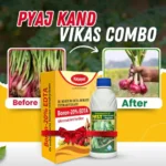 Onion Kand Vikas Combo