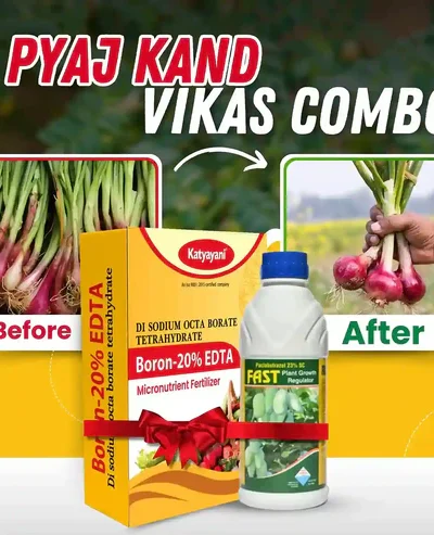 Onion Kand Vikas Combo
