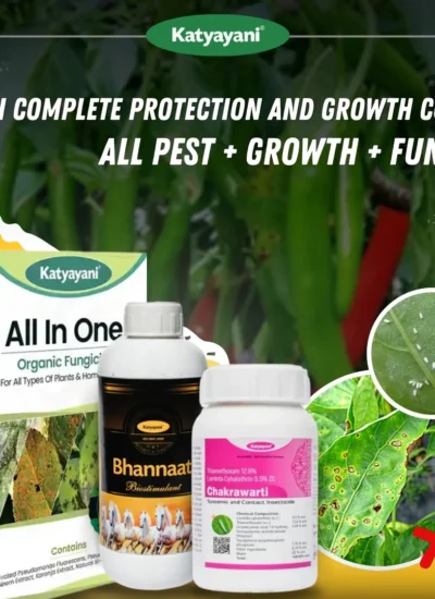 Katyayani Chilli Complete Protection and Growth Combo (Chakrawarti 100 ML + Bhannat 250 ML + All in One 100 GM)