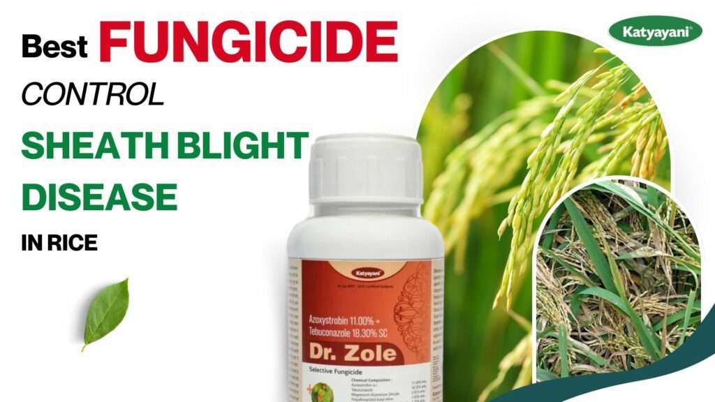 best fungicide for paddy sheath blight