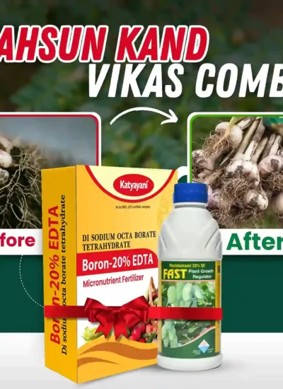 Katyayani Garlic – Lahsun Kand Vikas Combo (Fast 100 ML + Boron 20% EDTA 400 GM)