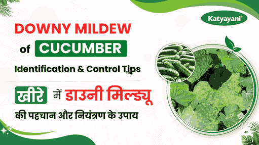 Downy Mildew on Cucumbers