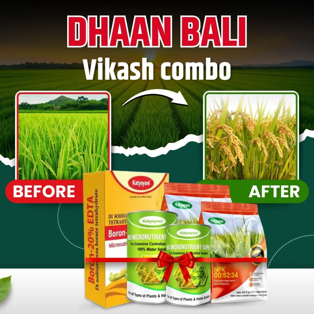 dhan bali vikas combo