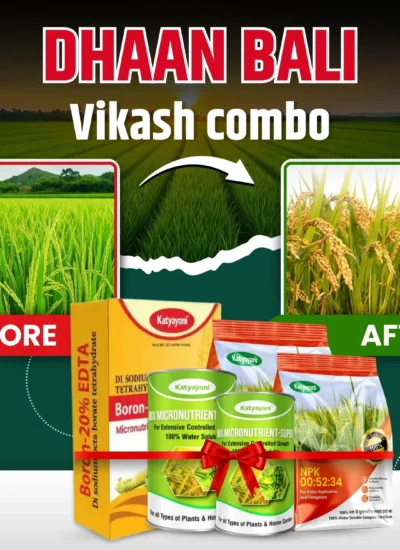 dhan bali vikas combo