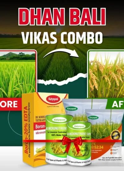 Katyayani Dhan bali vikas combo for 2 Acre (NPK 00 52 34 (1 kg X 2), Boron (500 gm X 1), mix micro (100 gm x 2)
